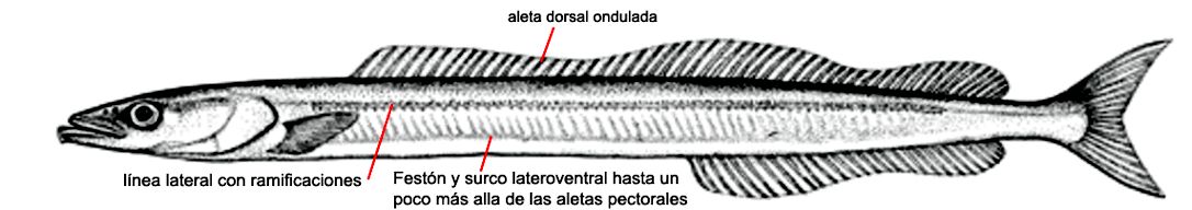 Gymnammodytes cicerelus_01.jpg